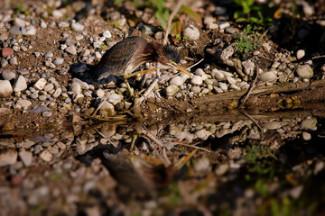 The young Green heron (Butorides virescens) on the hunt