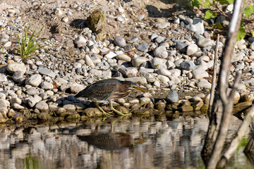 The young Green heron (Butorides virescens) on the hunt