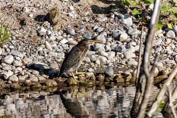 The green heron (Butorides virescens) is small heron of north america