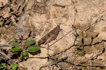  The Carolina grasshopper (Dissosteira carolina) is one of the largest grasshoppers in North America