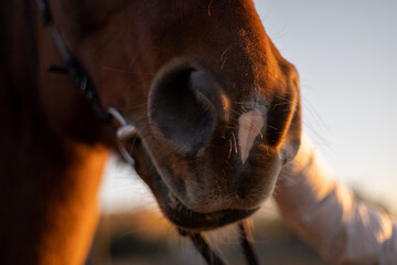 The girl strokes the horse's face. Close-up of an animal's nose. Sunset evening