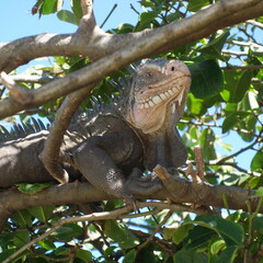 Iguane des petites Antilles (Iguana delicatissima)