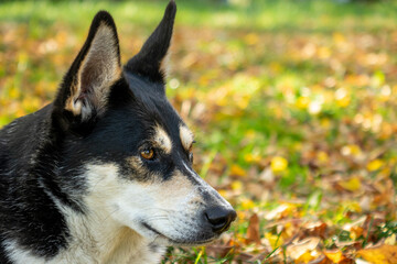 portrait of a shepherd