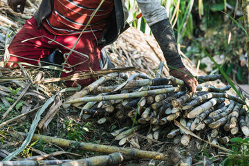 latino peasant farmer, picking up freshly cut sugar cane by hand. brown man in the middle of a...