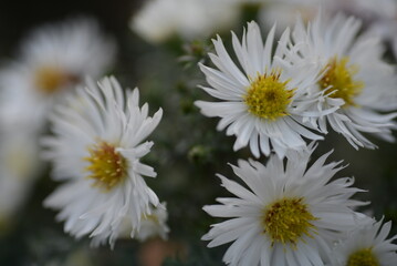 white fluffy daisies, chrysanthemum flowers on a green background Beautiful pink chrysanthemums close-up in aster Astra tall perennial,
new english (morozko, morozets) texture gradient purple flower 