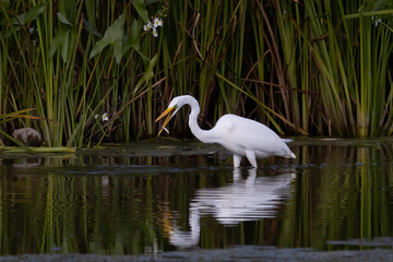 The great egret (Ardea alba) on the hunt. This bird also known as the common egret, large egret, or  great white egret or great white heron.