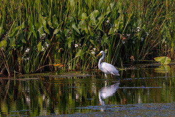 The great egret (Ardea alba) on the hunt. This bird also known as the common egret, large egret, or  great white egret or great white heron.