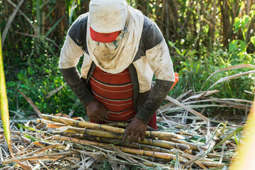 top view of a latin peasant man, in the middle of a sugar cane field collecting sugar cane in a...