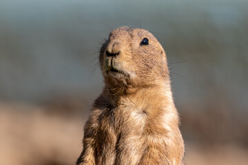 Prairie Dog, Cynomys, closeup standing against soft blue background