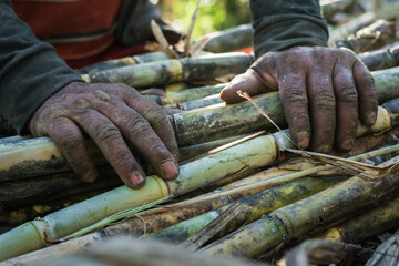 detailed view of the hands of a sugar cane farmer, with his hands resting on the juicy sugar canes, which are cut and stacked ready for the production of panela. hands of a brown working man.