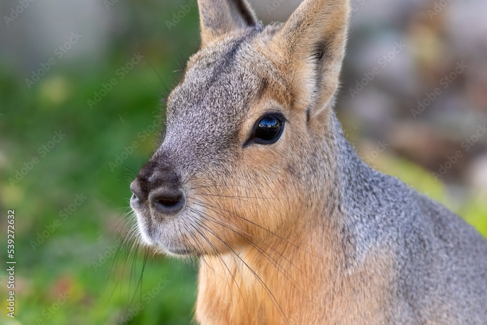 Wall mural cavy, caviidae, closeup in soft dappled light on a summer afternoon