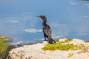 Close up view of beautiful black tropical bird on big stone on blue water surface background. Aruba. 