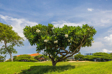 Beautiful view of magnolia tree with white flowers on blue sky with rare clouds background. Aruba. 