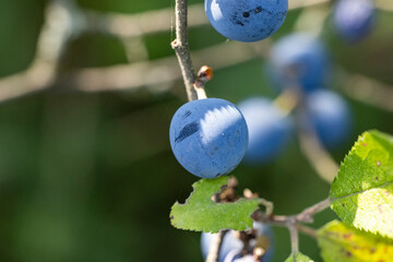 Blackthorn with blue berry on the branch, warm sunny light, shallow depth of the field. Autumn...