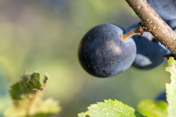 Blackthorn with blue berry on the branch, warm sunny light, shallow depth of the field. Autumn forest scene.