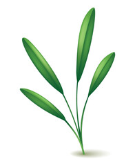 Culinary herb sage. Popular plant, natural health care. Kitchen herb or spices banner isolated on white background