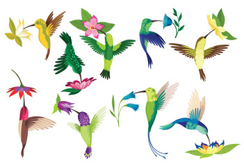 Hummingbird collection. Multi-colored flying tropical colibri with different flowers isolated on white background. Vector illustration of bright paradise birds fly over the blooming flowers - obrazy, fototapety, plakaty