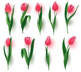 Realistic tulips with buds, stem with green leaves collection. Beautiful spring pink blossom flowers set. Vector template design for invitation or greeting card elements, save the date cards