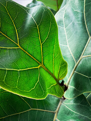 ficus lyrata. ficus lyre. photo. daylight