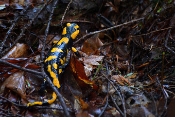 Black and Yellow fire salamander on wet leaves in the forest
