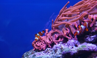 Naklejka na ściany i meble Aufnahme zwei Clownfische in blauem Wasser mit rosa Koralle