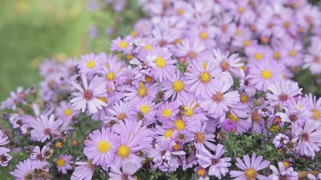 autumn flowers of Symphyotrichum aster on a sunny autumn day