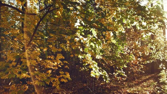 Autumn forest with yellow leaves background in sunny day
