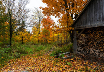 An old maple factory shack in the fall colors