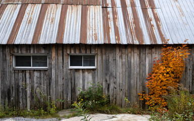 Naklejka premium An old shack metal roof