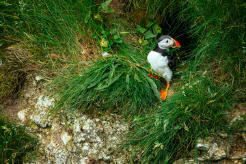 Papageitaucher kommt aus Höhle