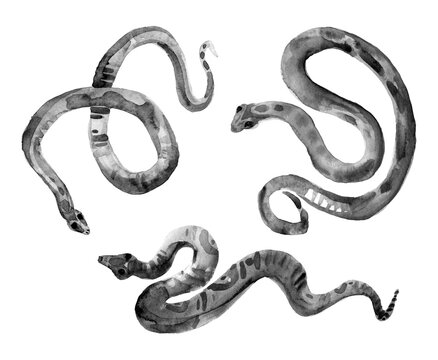 Snakes illustration. Three black reptile isolated on white background. Hand painted artistic clipart