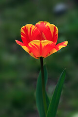 Naklejka premium Colorful flower in summer garden