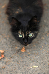 Portrait of cute wild street cat