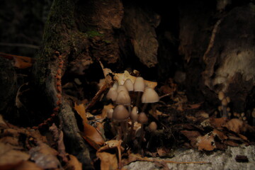 mushrooms in the forest