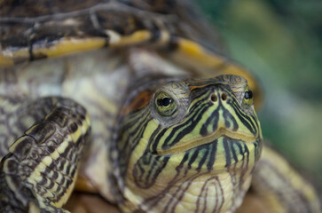 Obraz premium Close up view of a turtle. Reptile eye closeup. Red-eared slider.