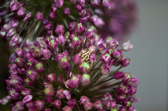 Close up view of a bug on allium flower. Сultivated onion. A purple ball like flower.