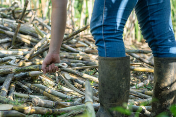 close-up of the feet of a latin girl, picking up the sugar cane to stack it and then take it to the...