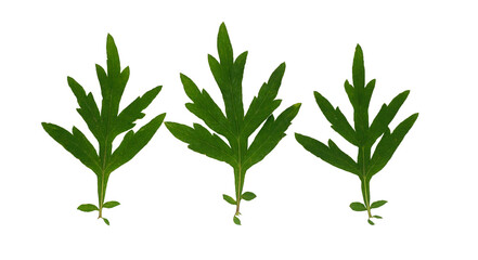 Feuilles d'armoise annuelle ou absinthe chinoise artemisia annua isolées sur fond blanc