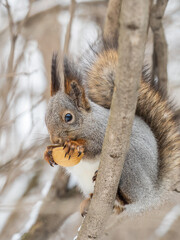 The squirrel with nut sits on tree in the winter or late autumn