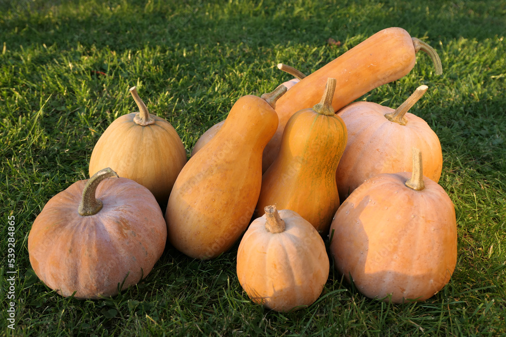 Canvas Prints winter squashes and pumpkins cucurbita moschata varieties