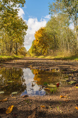 A large puddle on the road, the sky and trees are reflected in the water, a lot of fallen leaves. Trees with falling yellow foliage on the side of a rural road. Autumn landscape on a sunny day