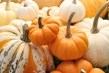 Mini pumpkins autumn orange background.