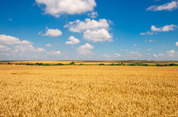 Wheat field and blue sky with clouds