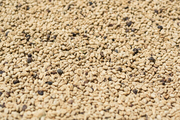 detailed view of the coffee beans drying in the sun after being threshed in the machine. coffee production process in colombia.