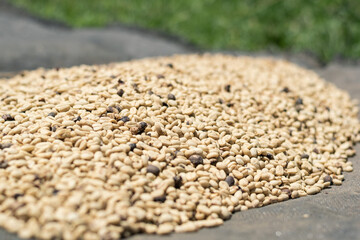 detailed view of a pile of coffee beans drying in the sun after being threshed in the machine. process of coffee production in colombia. focus on specific zone.