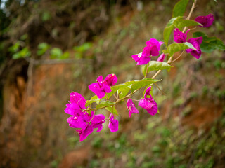Fototapeta premium Bougainvillea, Shrubs or Small Tree with Pink Flowers on a Sunny Day