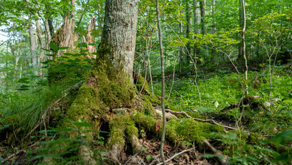 Forest