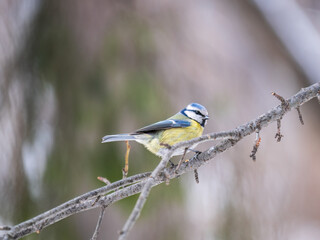 Cute bird, Eurasian blue tit, songbird sitting on a branch without leaves in the autumn or winter