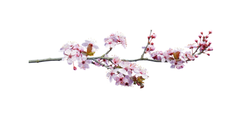 pink peach blossom in spring