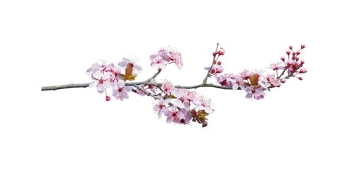Gordijnen pink peach blossom in spring © alefree